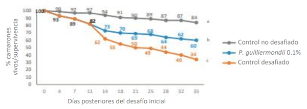 Figura 4. Supervivencia: porcentaje de camarones vivos que quedan en cada grupo en los conteos de camarones vivos entre el día 0 y el día 35 después del desafío inicial. Dos grupos de tratamiento fueron desafiados con V. parahaemolyticus en este ensayo, pero solo un grupo recibió dietas suplementadas con P. guilliermondii