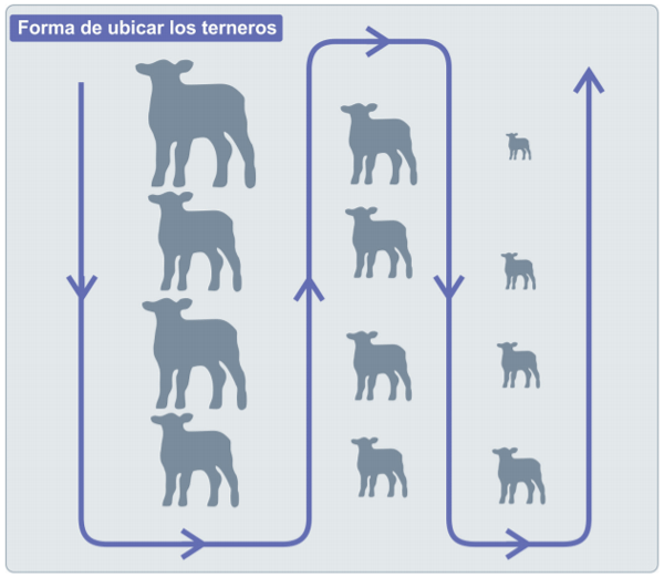 Forma correcta de ubicar los terneros en la guachera alojados individualmente.