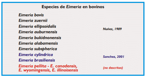 Coccidiosis de los bovinos - Image 2