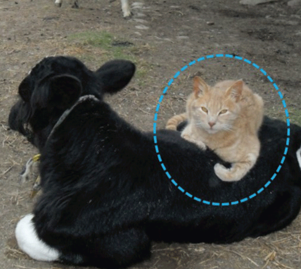 Se debe evitar el contacto con otras especies de animales.