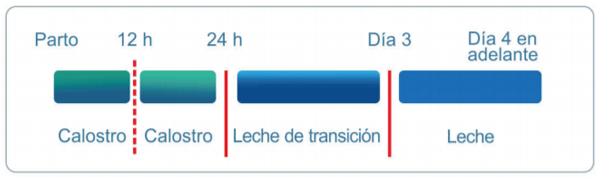 Composición de la dieta del ternero en sus primeros días de vida.