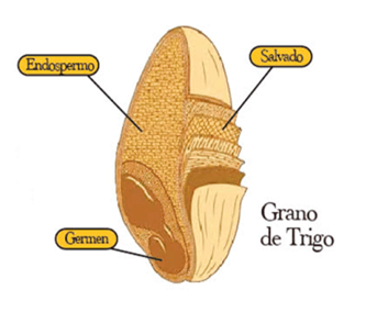 Engorde de vaquillonas Angus con grano de trigo “entero”, expeller (torta) de girasol y rollo de cola (rastrojo) de soja, todos a voluntad - Image 1