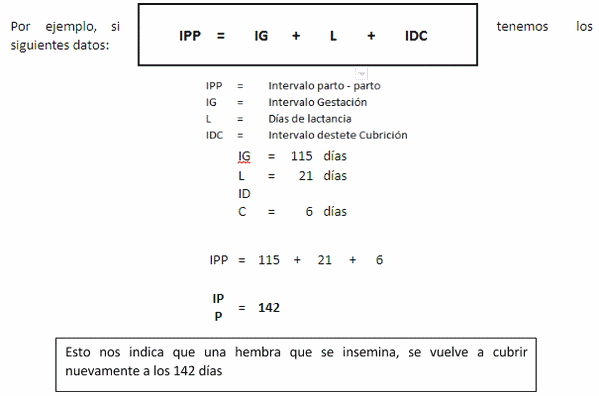 Sistema de Manejo en Bandas - Image 2