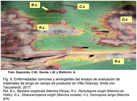 INTA AER Las Toscas y el sorgo - Investigación en Campo de Productor Generación de conocimientos para Producción Ganadera - Image 10