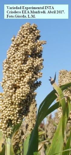 Evaluación de híbridos y variedades de sorgo para la Inscripción en el Registro Nacional de Cultivares del INASE- Campaña 2016/17. - Image 9
