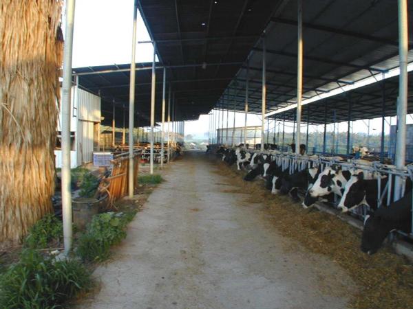 Caracteristicas del sector lechero en Israel - Image 24
