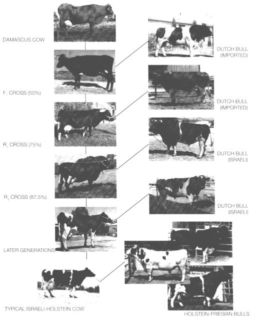 Caracteristicas del sector lechero en Israel - Image 7