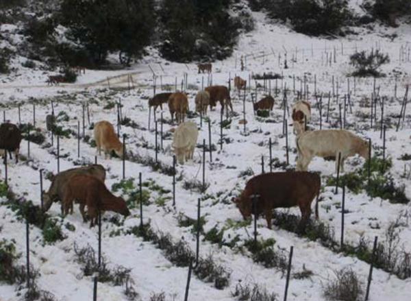 Caracteristicas del sector lechero en Israel - Image 19