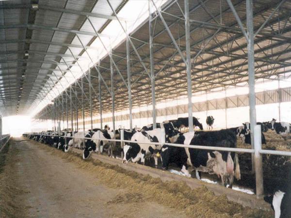 Caracteristicas del sector lechero en Israel - Image 32
