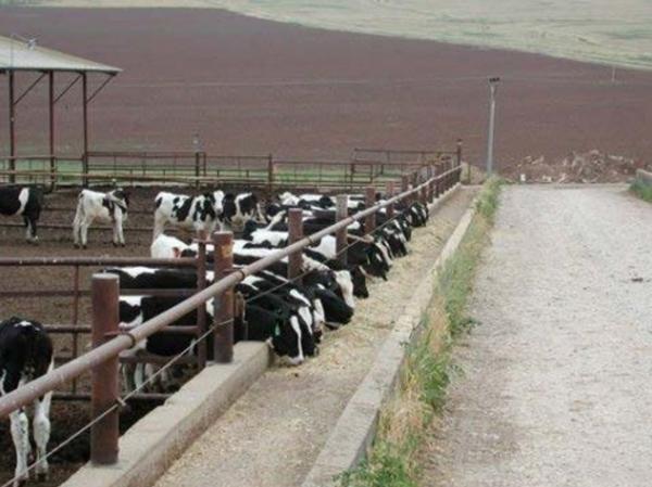 Caracteristicas del sector lechero en Israel - Image 29