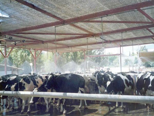 Caracteristicas del sector lechero en Israel - Image 33
