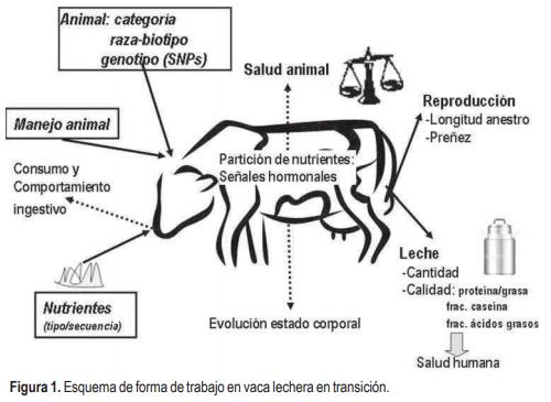 Efecto de mediano plazo de diferentes sistemas de manejo sobre el crecimiento, parámetros endócrinos y pubertad en terneras Hereford pastoreando campo natural - Image 1