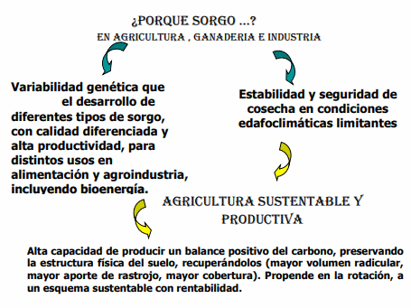 Biomasa Energética de Sorgo en Ubajay (Entre Ríos). INTA Manfredi y el Sorgo: Nuevos Desarrollos - Image 1