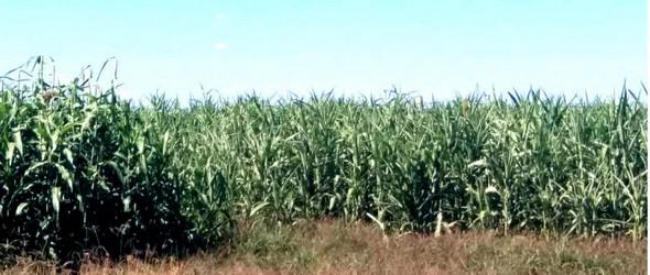 Biomasa Energética de Sorgo en Ubajay (Entre Ríos). INTA Manfredi y el Sorgo: Nuevos Desarrollos - Image 12
