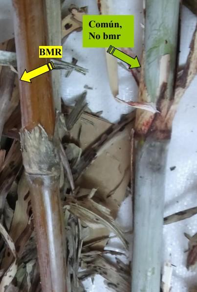 Biomasa Energética de Sorgo en Ubajay (Entre Ríos). INTA Manfredi y el Sorgo: Nuevos Desarrollos - Image 8