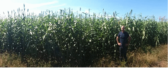 Biomasa Energética de Sorgo en Ubajay (Entre Ríos). INTA Manfredi y el Sorgo: Nuevos Desarrollos - Image 13