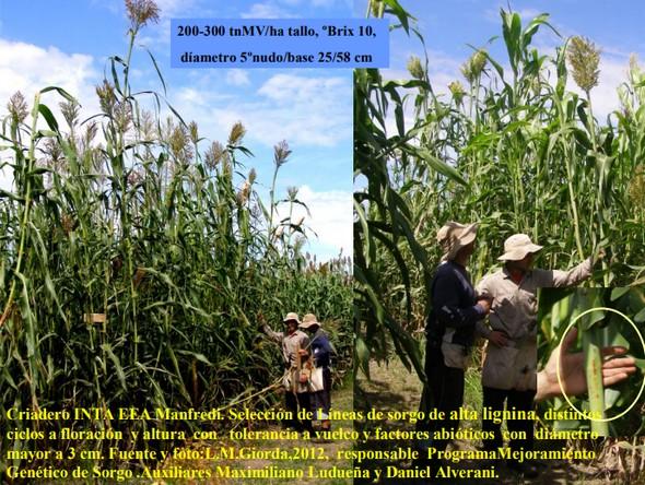 Biomasa Energética de Sorgo en Ubajay (Entre Ríos). INTA Manfredi y el Sorgo: Nuevos Desarrollos - Image 6