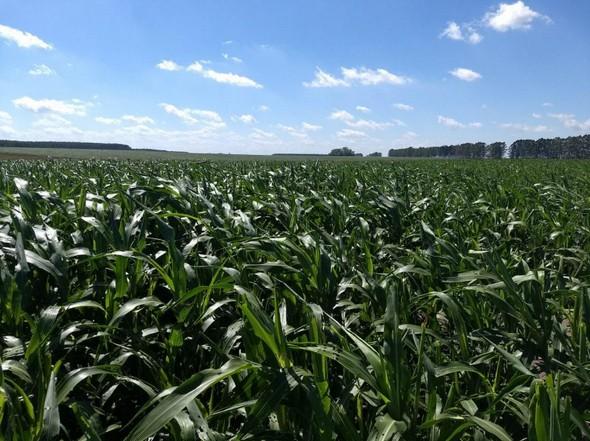 Biomasa Energética de Sorgo en Ubajay (Entre Ríos). INTA Manfredi y el Sorgo: Nuevos Desarrollos - Image 11