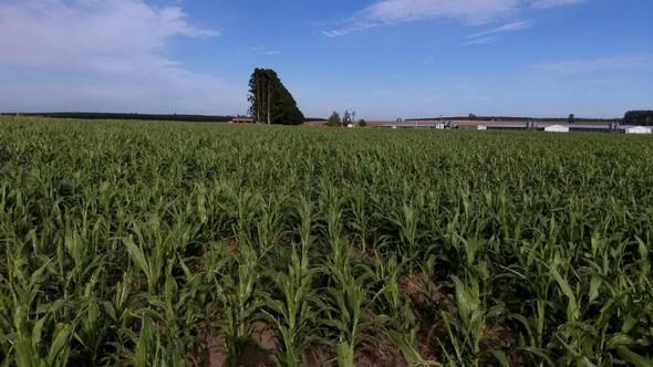 Biomasa Energética de Sorgo en Ubajay (Entre Ríos). INTA Manfredi y el Sorgo: Nuevos Desarrollos - Image 10