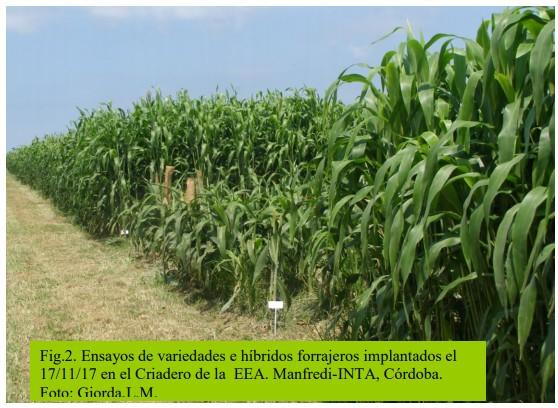 Variedades e hibridos forrajeros en sorgo - Image 2