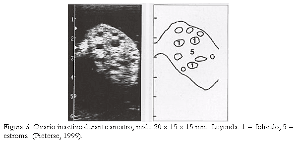 Diagnóstico de anomalías reproductivas vía ecografía en bovinos. - Image 6