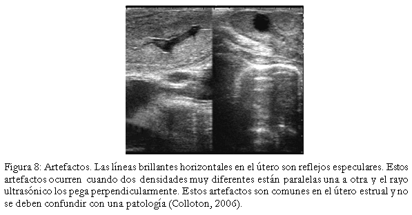 Diagnóstico de anomalías reproductivas vía ecografía en bovinos. - Image 8