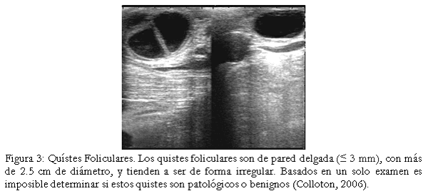 Diagnóstico de anomalías reproductivas vía ecografía en bovinos. - Image 3