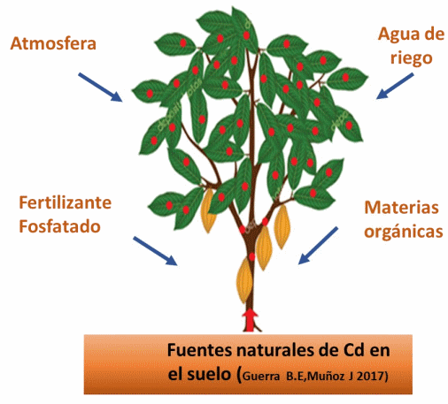 Cacao: Cadmio y Biorremediacion - Image 3