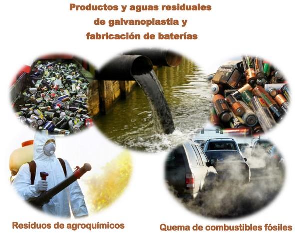 Cacao: Cadmio y Biorremediacion - Image 2