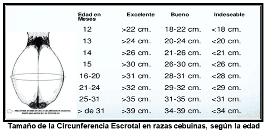 Algunos criterios para seleccionar reproductores en razas cebuinas, en base a característidas fenotipicas - Image 3
