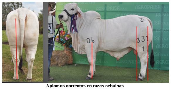 Algunos criterios para seleccionar reproductores en razas cebuinas, en base a característidas fenotipicas - Image 4