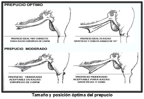 Algunos criterios para seleccionar reproductores en razas cebuinas, en base a característidas fenotipicas - Image 2