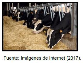 Sectores críticos en el ciclo de vida de la hembra bovina tipo leche; cuidados biotécnicos y manejo para el buen desarrollo, salud, bienestar y productividad - Image 13