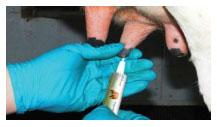 Sectores críticos en el ciclo de vida de la hembra bovina tipo leche; cuidados biotécnicos y manejo para el buen desarrollo, salud, bienestar y productividad - Image 30