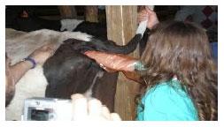 Sectores críticos en el ciclo de vida de la hembra bovina tipo leche; cuidados biotécnicos y manejo para el buen desarrollo, salud, bienestar y productividad - Image 25