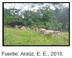 Sectores críticos en el ciclo de vida de la hembra bovina tipo leche; cuidados biotécnicos y manejo para el buen desarrollo, salud, bienestar y productividad - Image 29