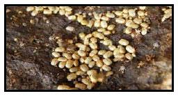 Sectores críticos en el ciclo de vida de la hembra bovina tipo leche; cuidados biotécnicos y manejo para el buen desarrollo, salud, bienestar y productividad - Image 31