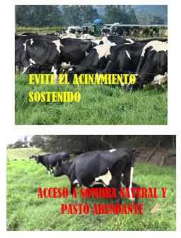 Sectores críticos en el ciclo de vida de la hembra bovina tipo leche; cuidados biotécnicos y manejo para el buen desarrollo, salud, bienestar y productividad - Image 22