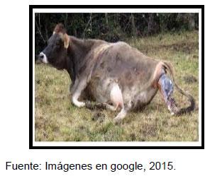 Sectores críticos en el ciclo de vida de la hembra bovina tipo leche; cuidados biotécnicos y manejo para el buen desarrollo, salud, bienestar y productividad - Image 7
