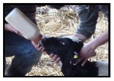 Sectores críticos en el ciclo de vida de la hembra bovina tipo leche; cuidados biotécnicos y manejo para el buen desarrollo, salud, bienestar y productividad - Image 9