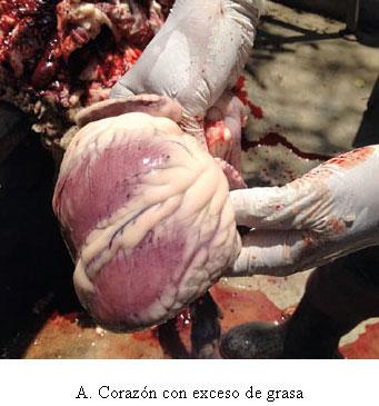 Toxemia de la preñez en ovejas - Image 4