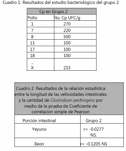 Longitud de las vellosidades intestinales y cantidad de clostridium perfringens en pollos de engorda de 6 semanas de edad aparentemente sanos - Image 1