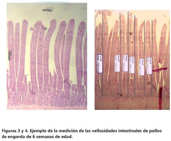 Longitud de las vellosidades intestinales y cantidad de clostridium perfringens en pollos de engorda de 6 semanas de edad aparentemente sanos - Image 3