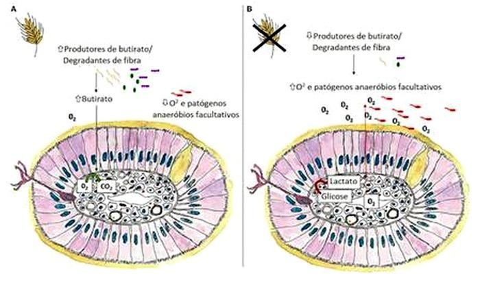 Fibra para la Nutrición de Monogástricos - Image 1