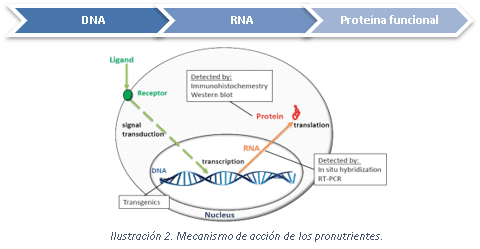 Promotores del crecimiento: Ractopamina - Image 2