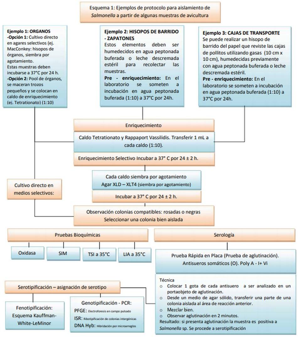 Diagnóstico e Identificación de serotipos de Salmonella a partir de muestras de avicultura: importancia de un buen muestreo. - Image 3