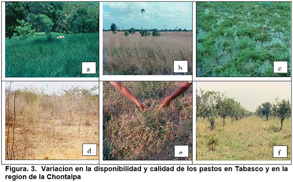 Estrategias de suplementación de animales en pastoreo para la producción de carne y de leche. Primera Parte. - Image 4