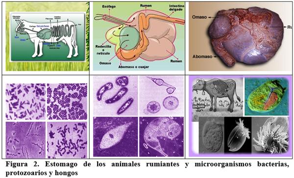 Estrategias de suplementación de animales en pastoreo para la producción de carne y de leche. Primera Parte. - Image 3