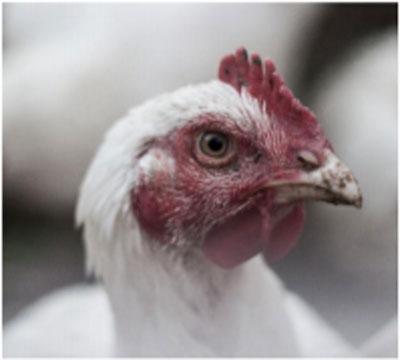 Efecto de la suplementación de Bacillus subtilis PB6 en los parámetros productivos de reproductoras pesadas - Image 2