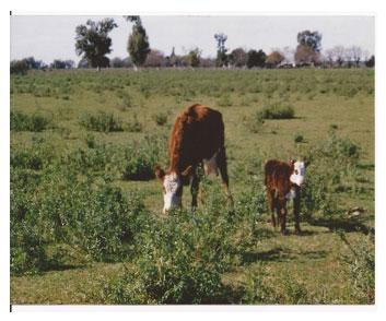Tradiciones que perduran y errores que se siguen cometiendo en el manejo de los rodeos de cría. Técnicas superadoras - Image 8